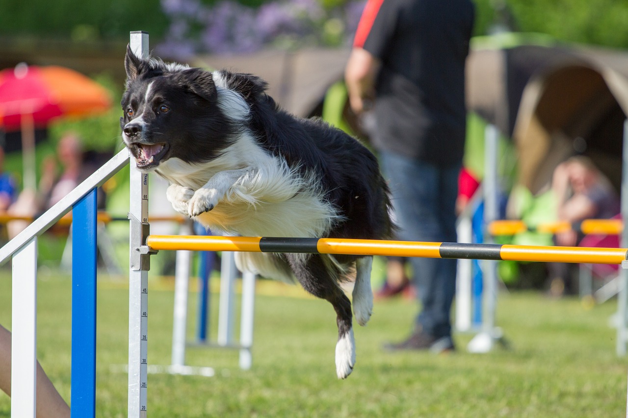 dogs agility border colly free photo