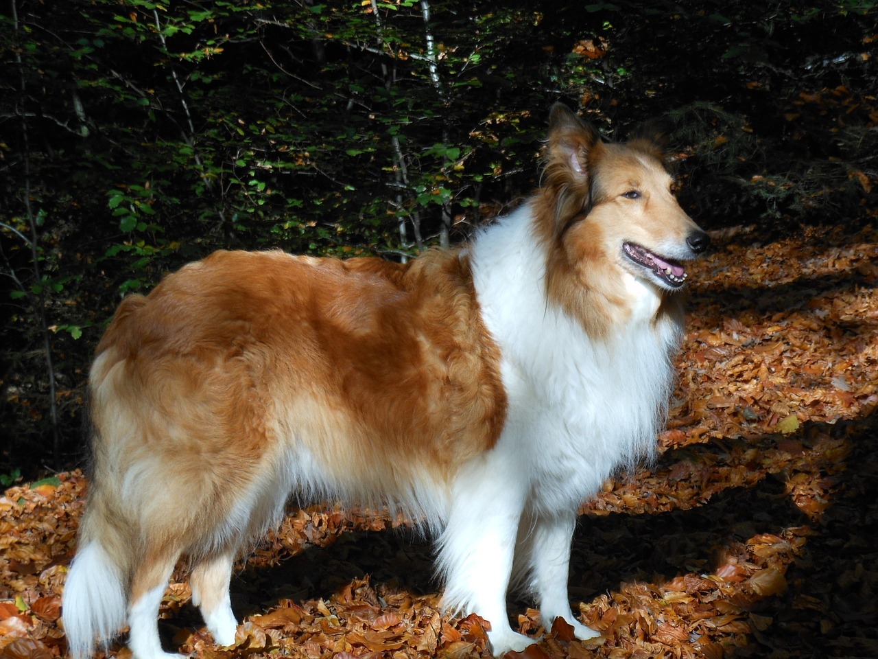 dogs scottish shepherd shepherd dog free photo