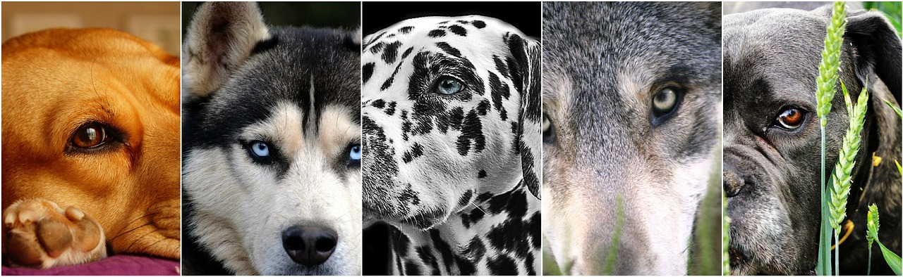 dogs dog collage photo collage free photo