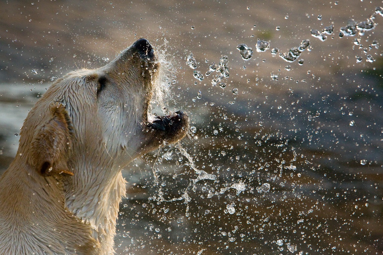 dogs yellow labrador retriever animal free photo