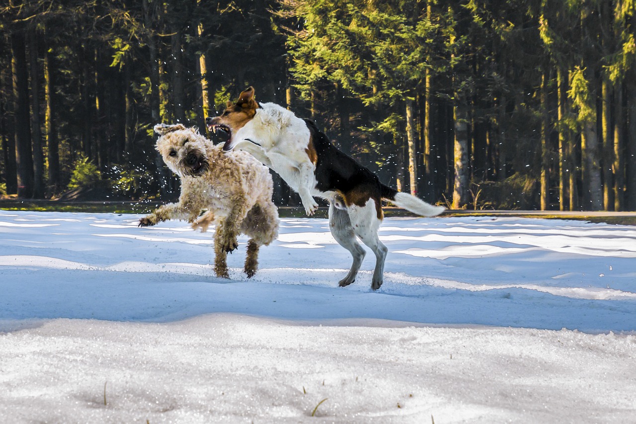 dogs fight play free photo