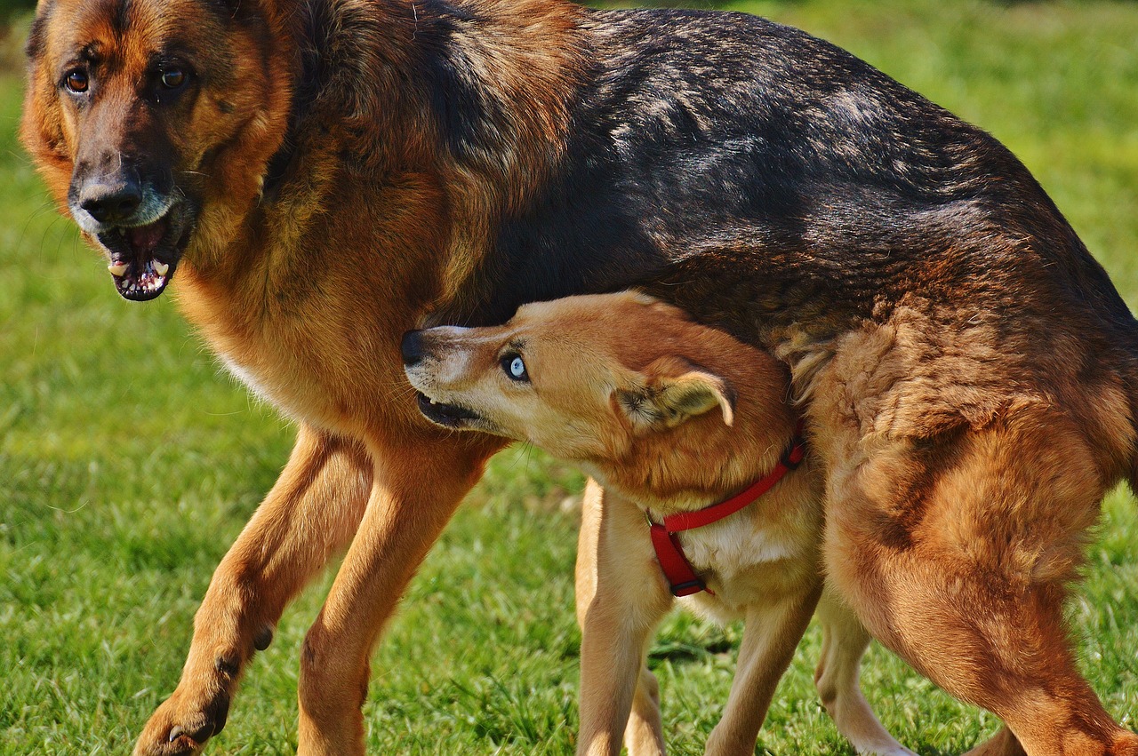 dogs fur play free photo