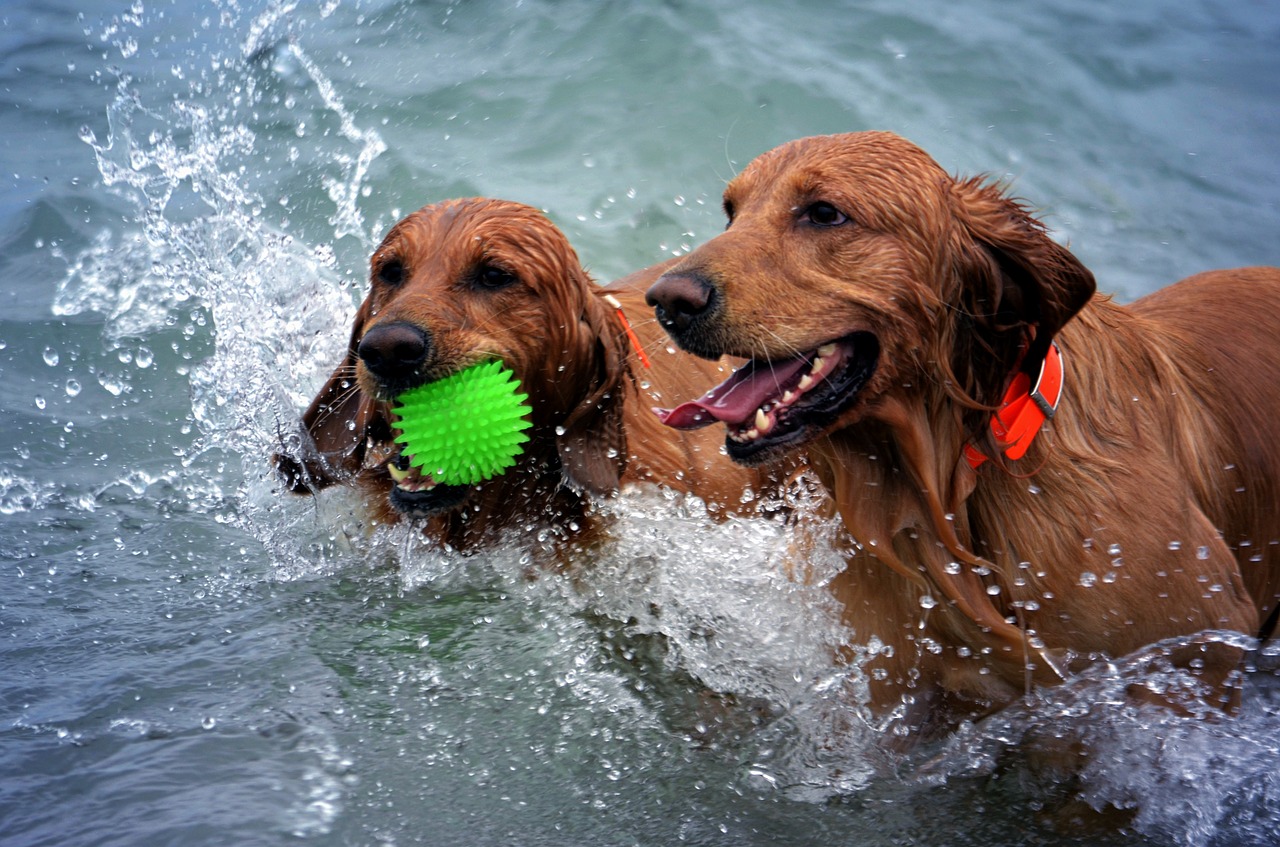 dogs beach wet free photo