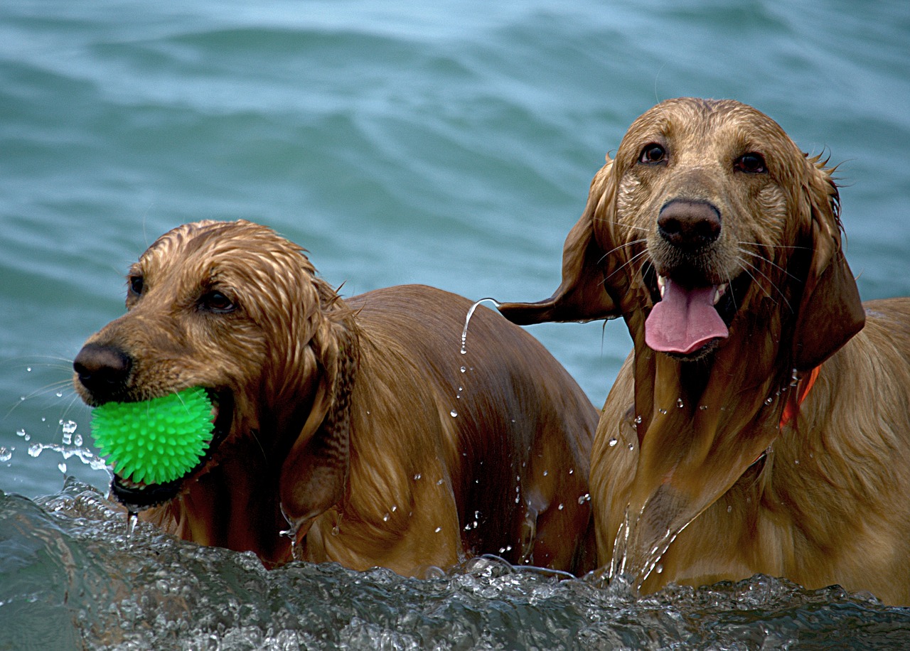 dogs beach wet free photo