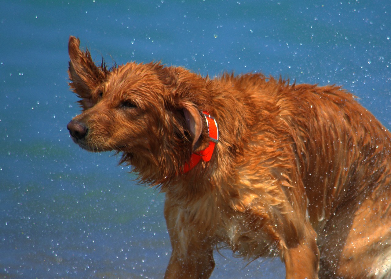 dogs beach wet free photo