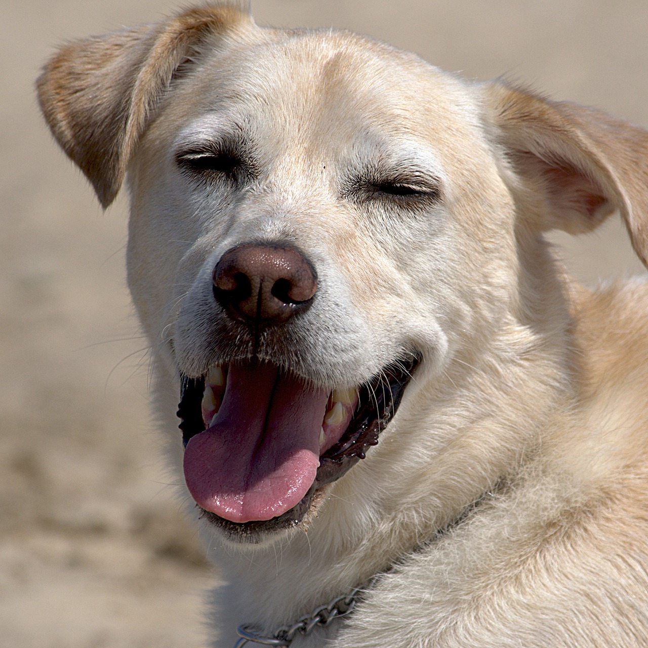 dogs beach wet free photo