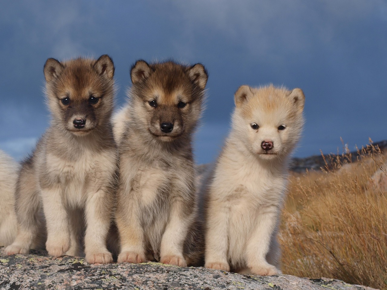 dogs sled dogs greenland free photo