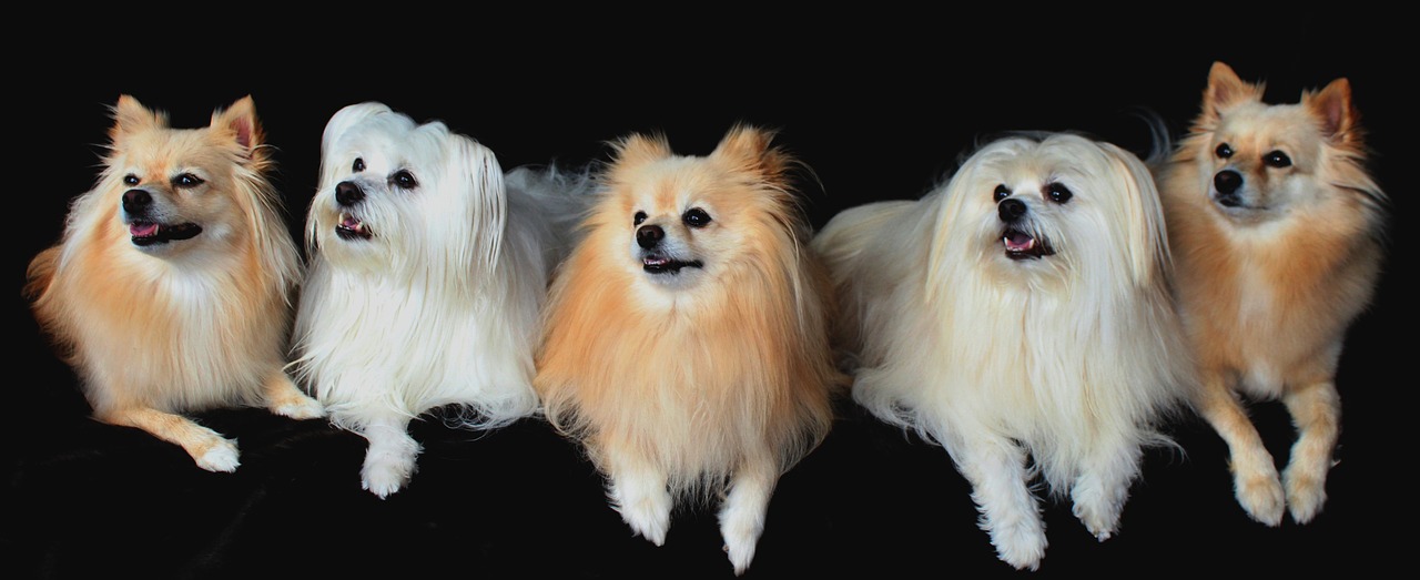 dogs pomeranian maltese free photo