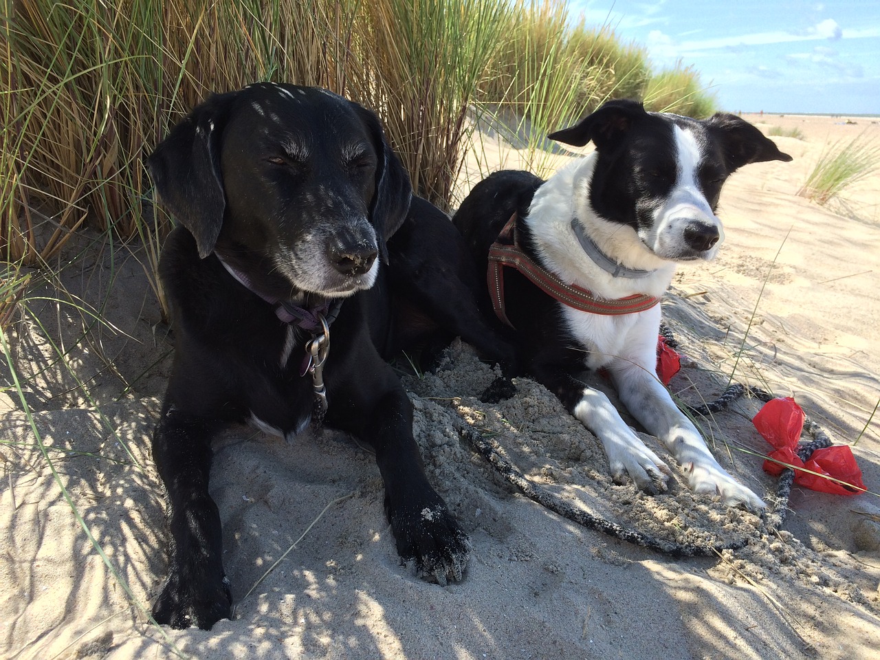 dogs dunes beach free photo