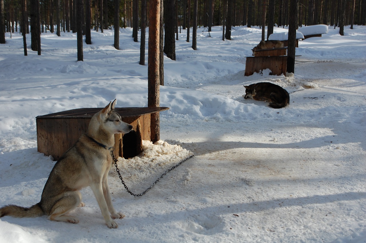 dogs finland rovaniemi free photo