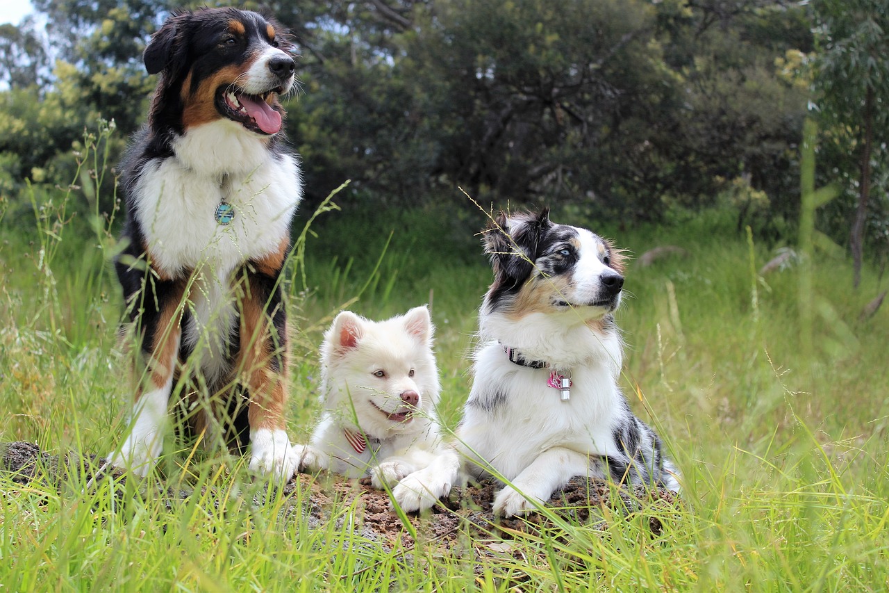 dogs puppies watching free photo