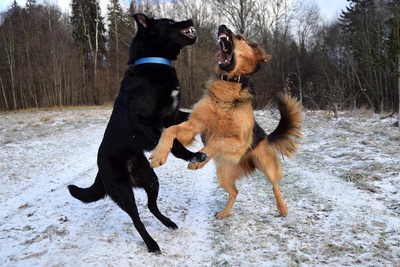 dogs dogs playing fight free photo