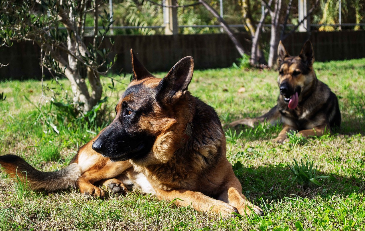 dogs german shepherd shepherd free photo