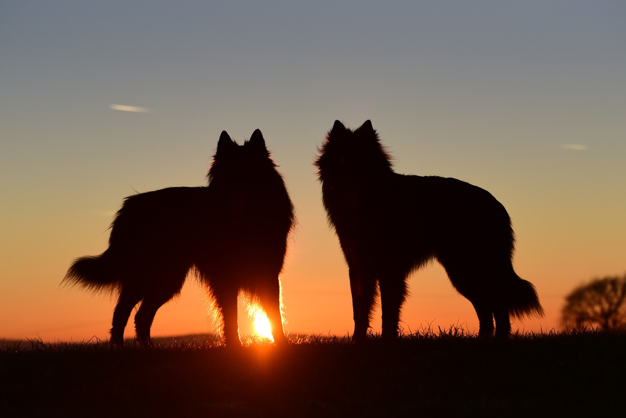 dogs sunset abendstimmung free photo