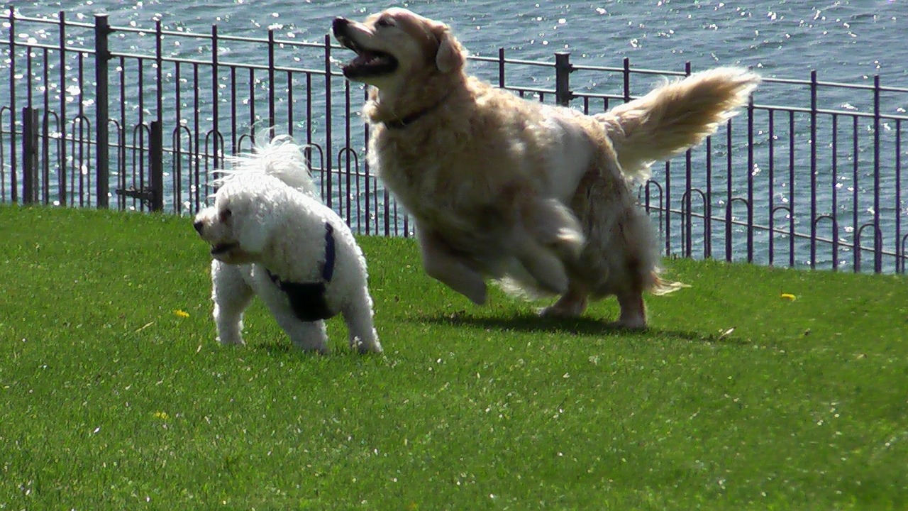 dogs playing lawn free photo