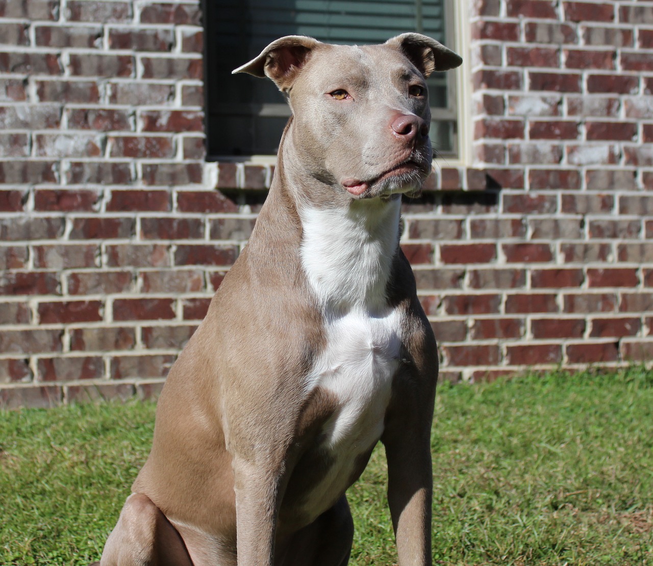 dogs pit bull domestic free photo