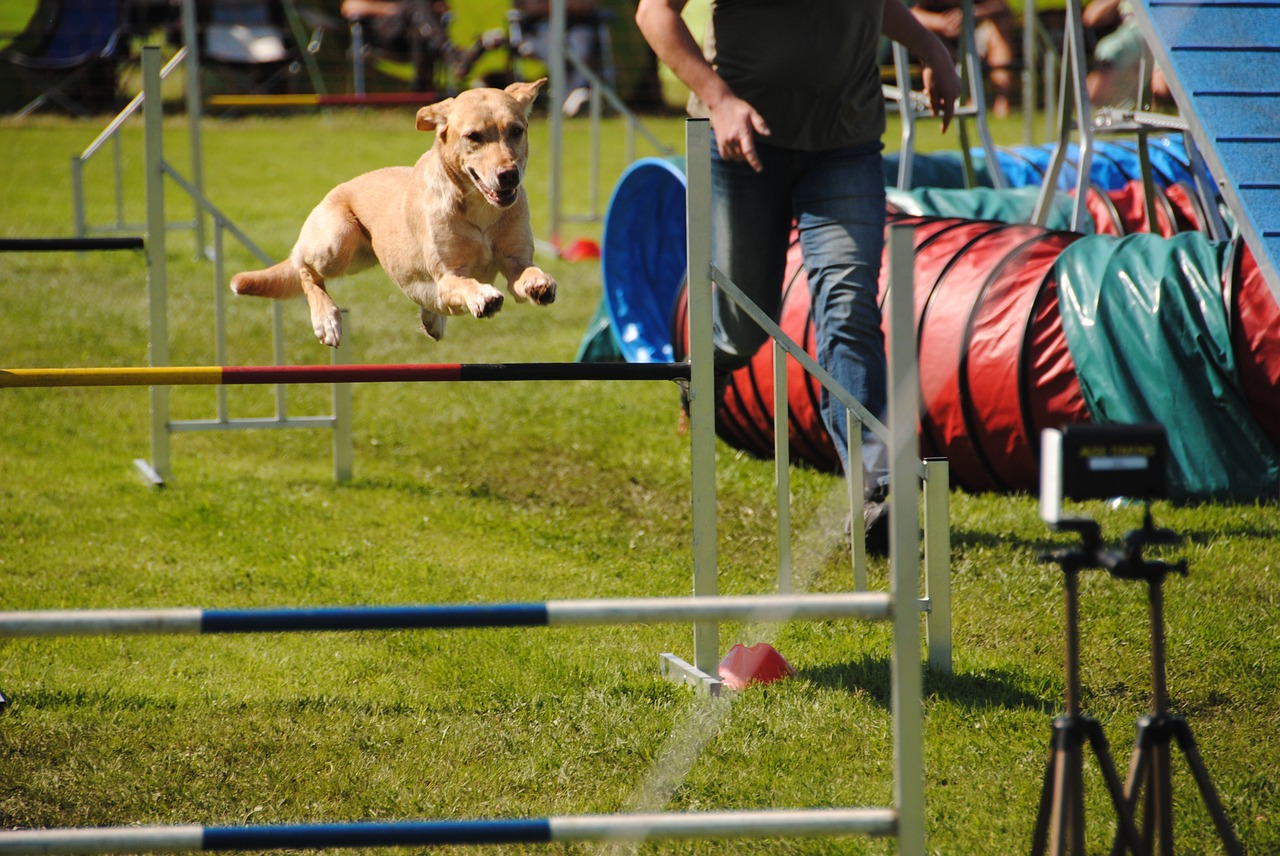 dogs agility jump free photo