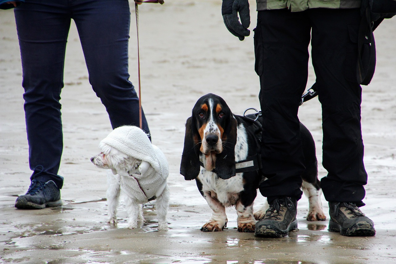 dogs beach most beach free photo