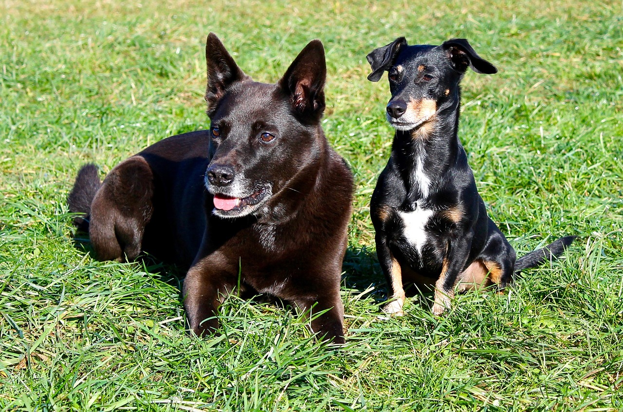 dogs meadow friends free photo