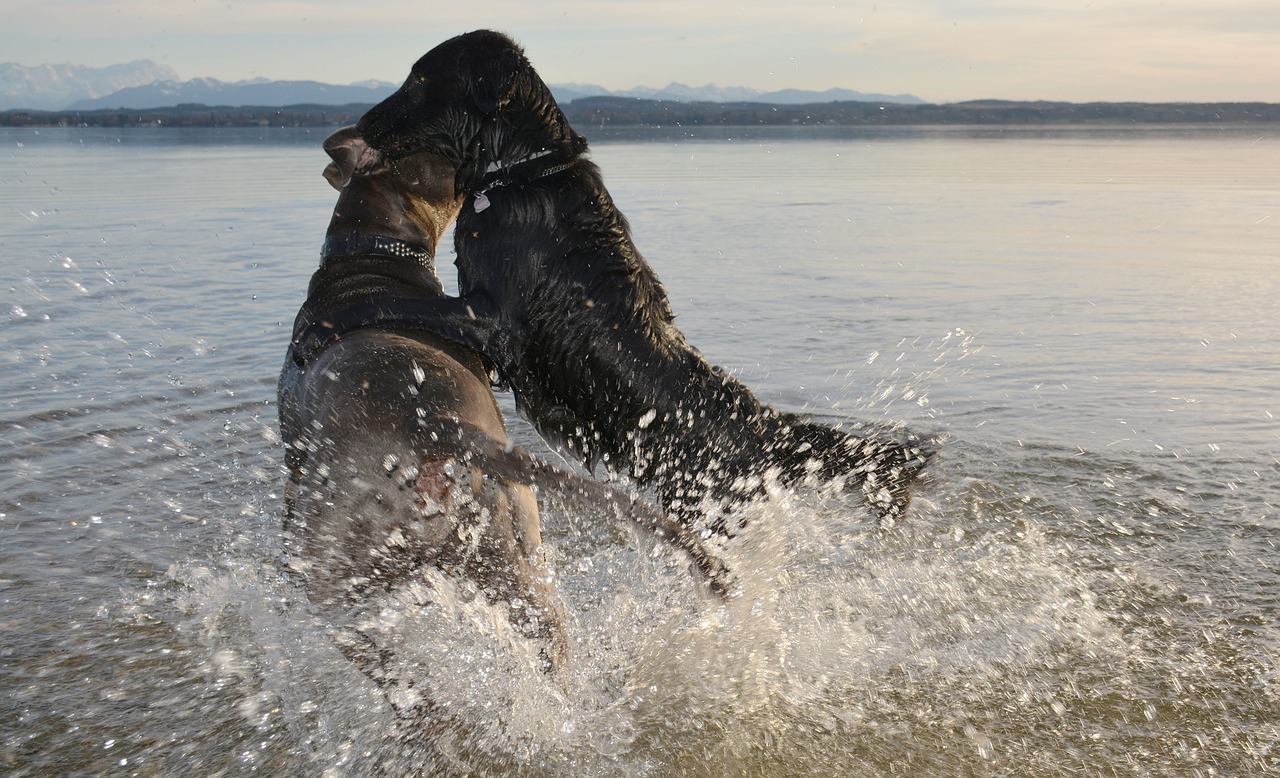 dogs fight starnberger see free photo