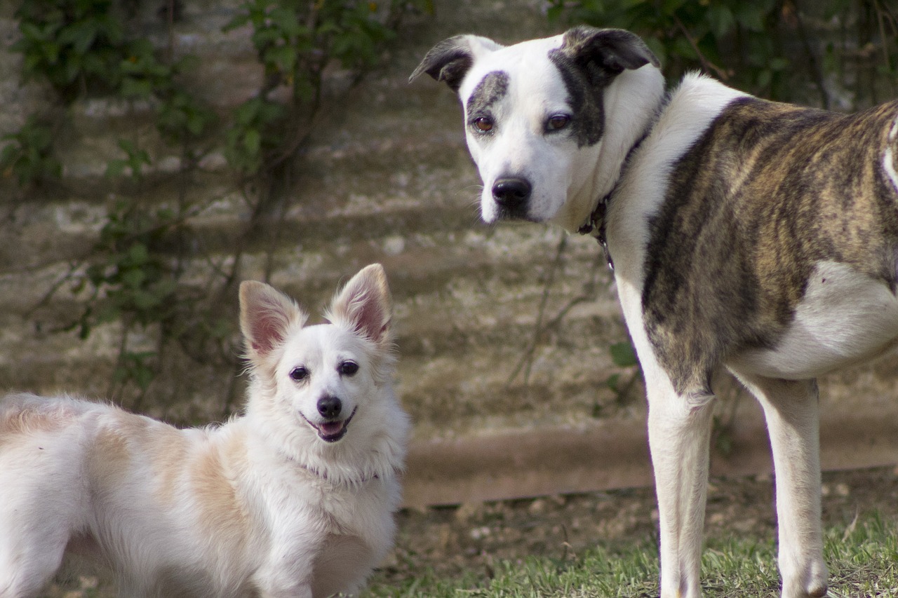 dogs white happy free photo