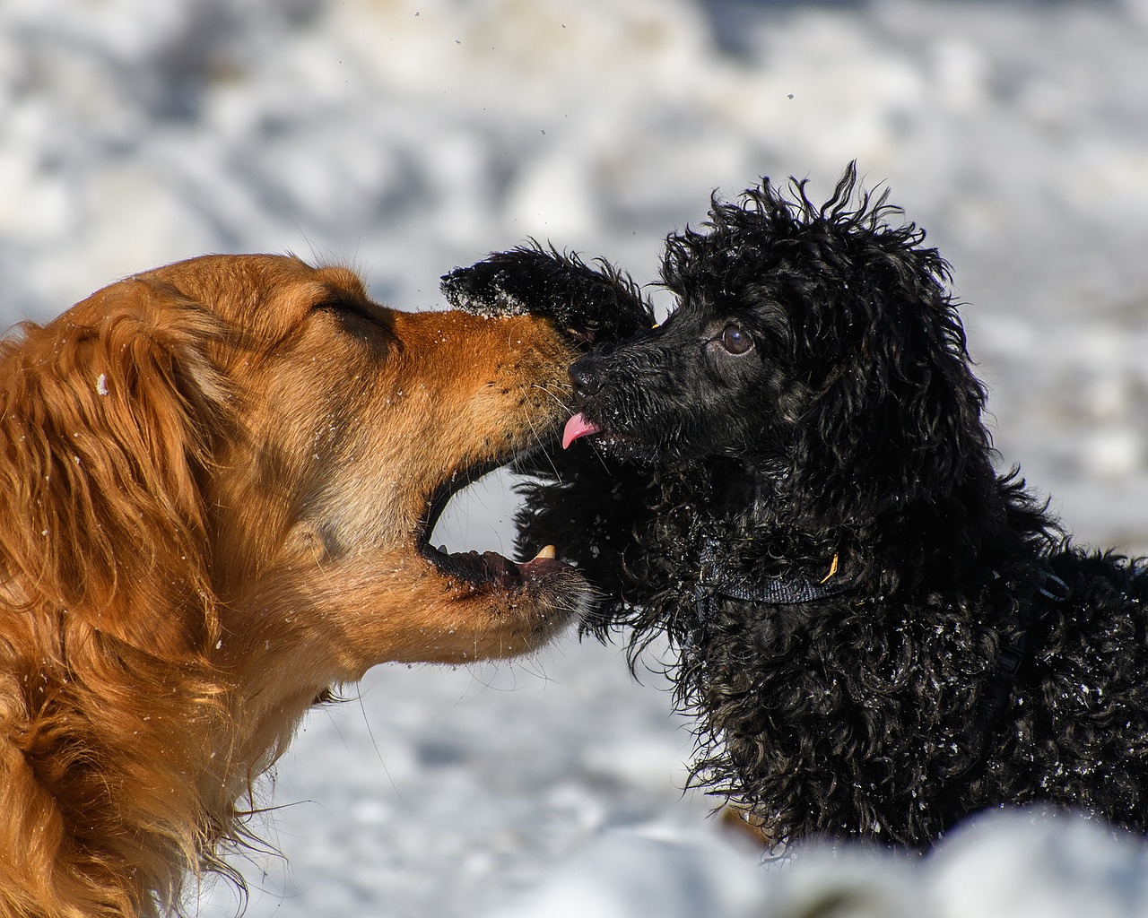 dogs play romp free photo