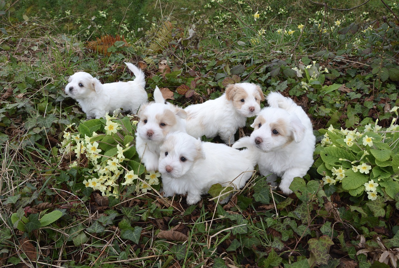 dogs puppies white free photo