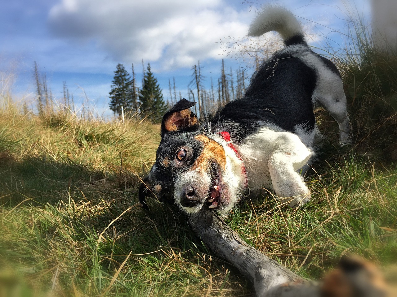 dogs play meadow free photo