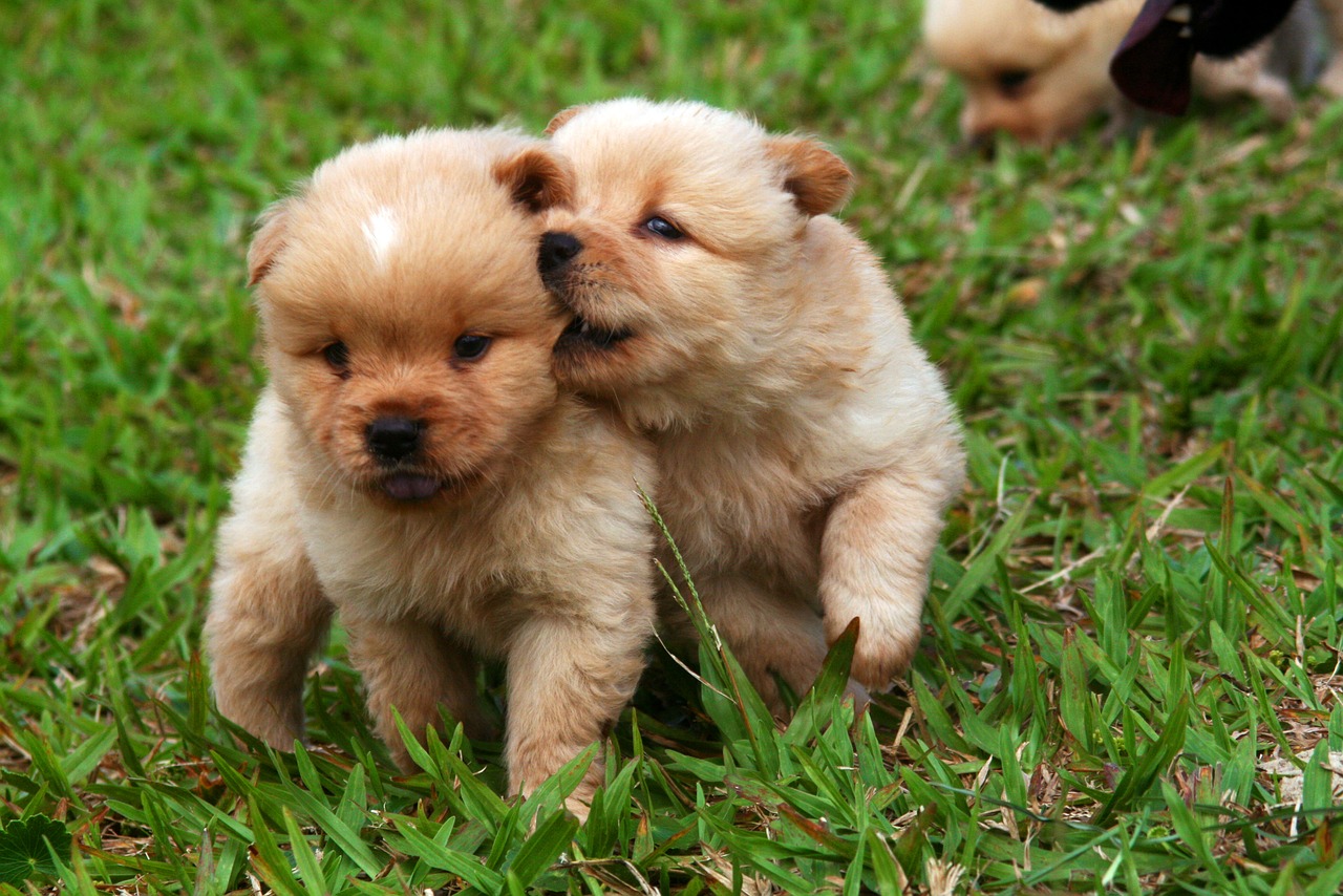 dogs dog puppies free photo