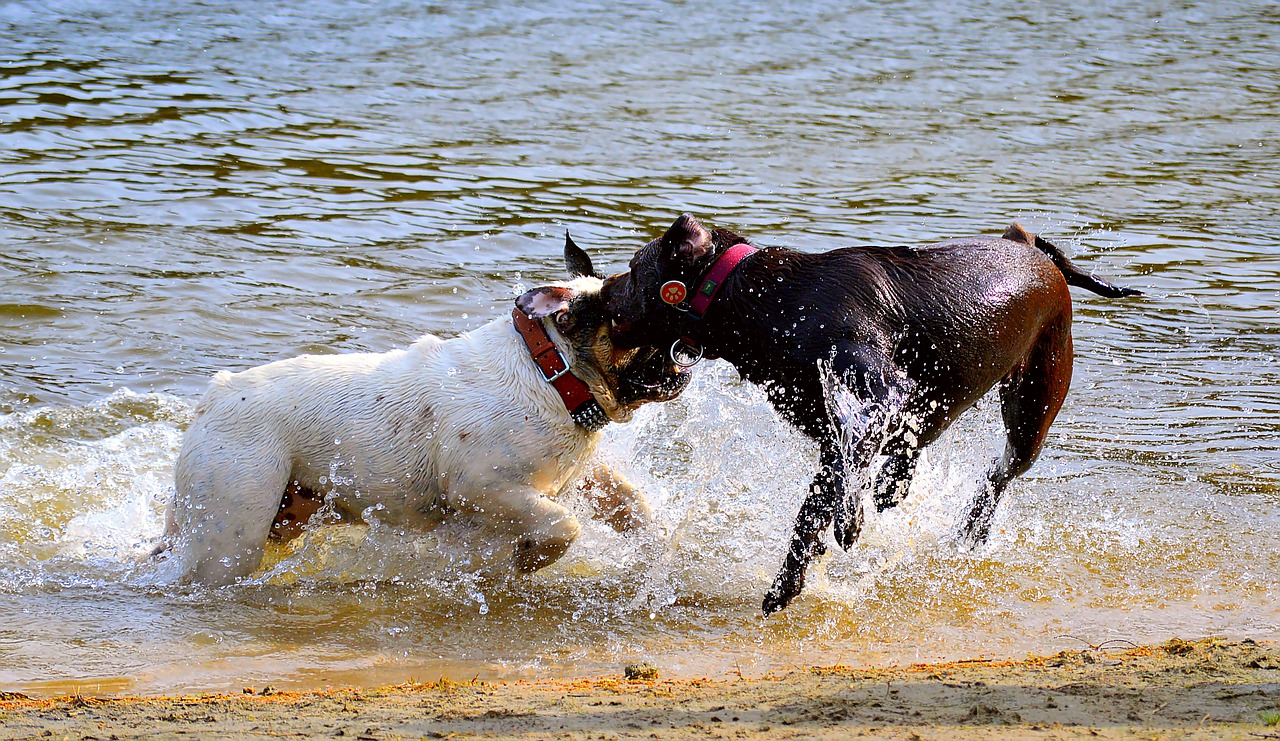 dogs beach swim free photo