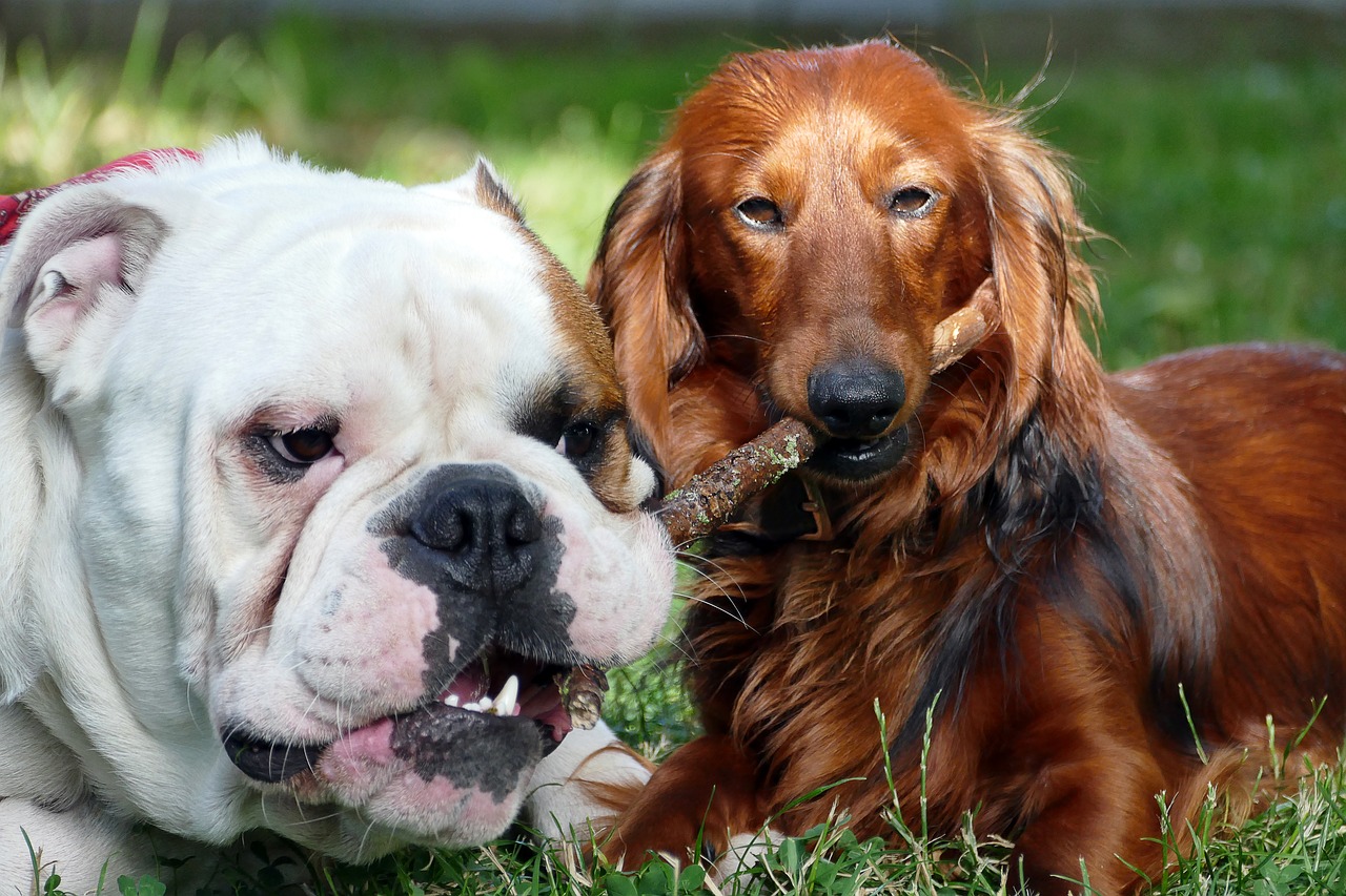 dogs english bulldog dachshund free photo