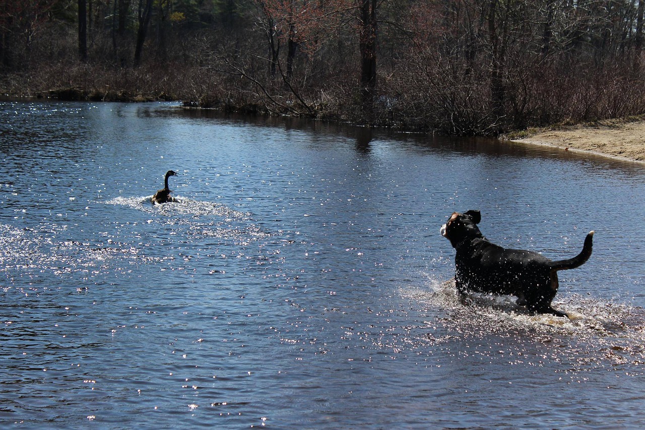 dogs water goose free photo