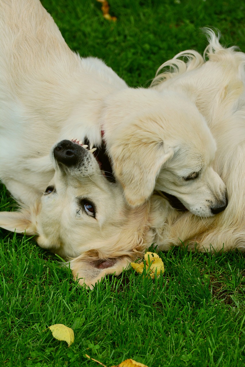 dogs golden retriever playing dogs free photo