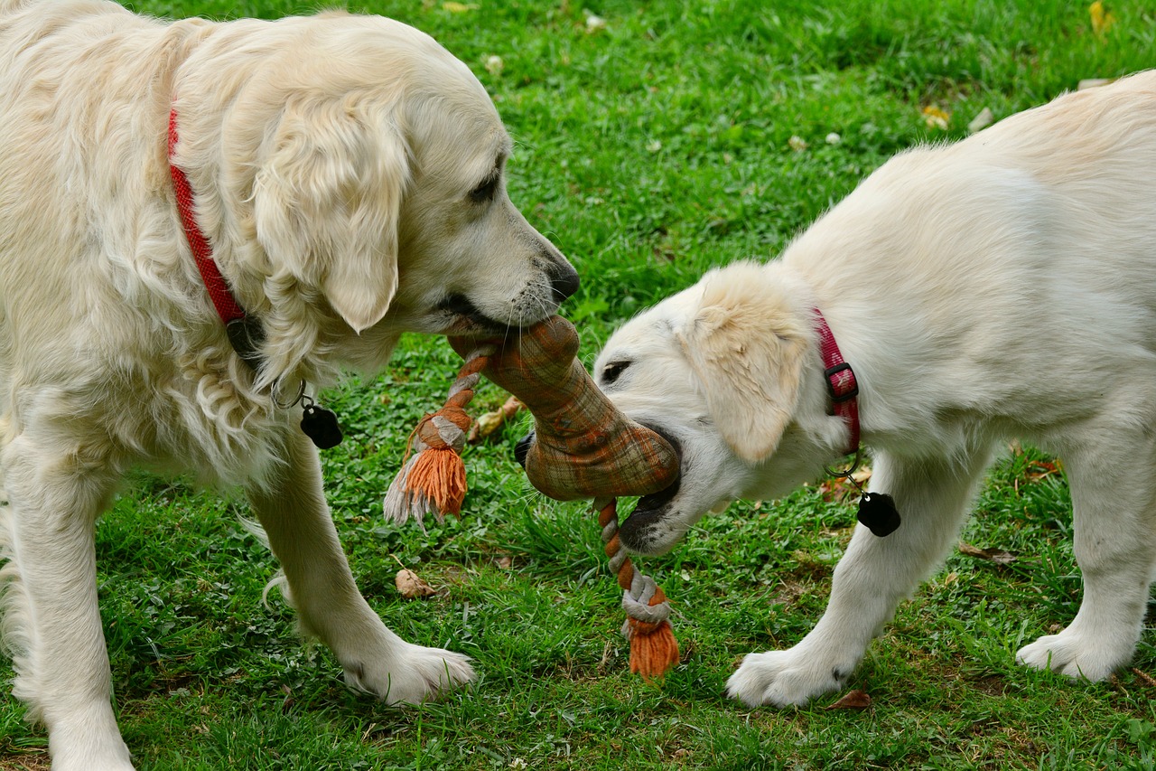 dogs golden retriever playing dogs free photo