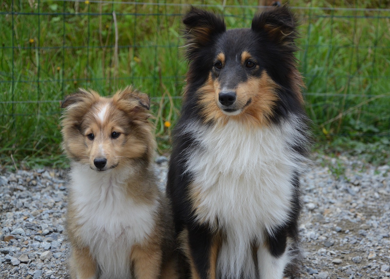dogs shetland sheepdog couple free photo