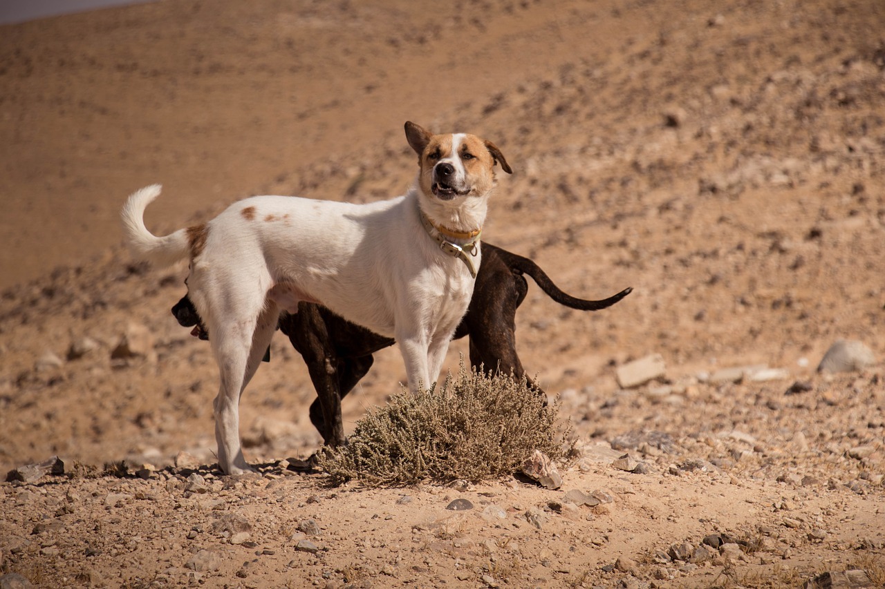 dogs pet desert free photo