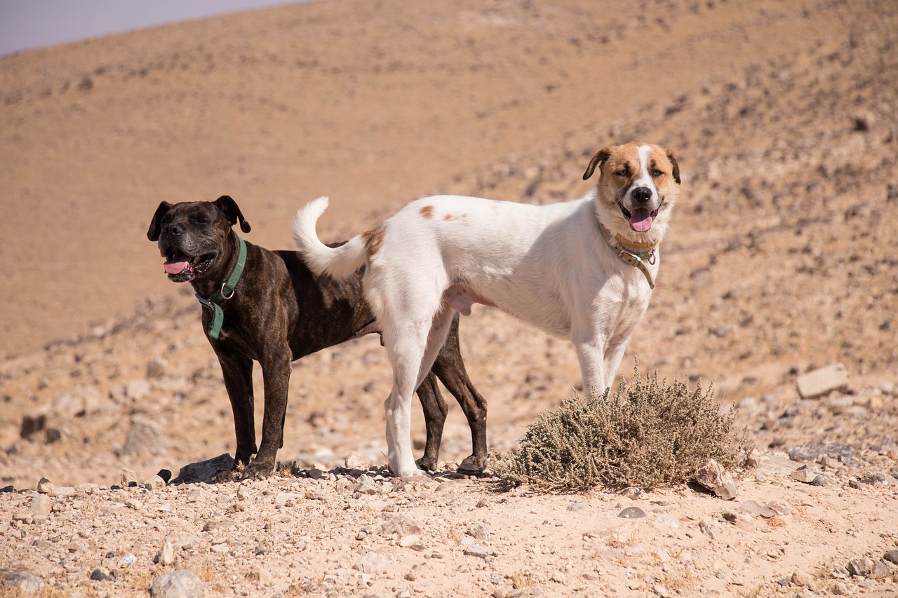 dogs nature sun free photo