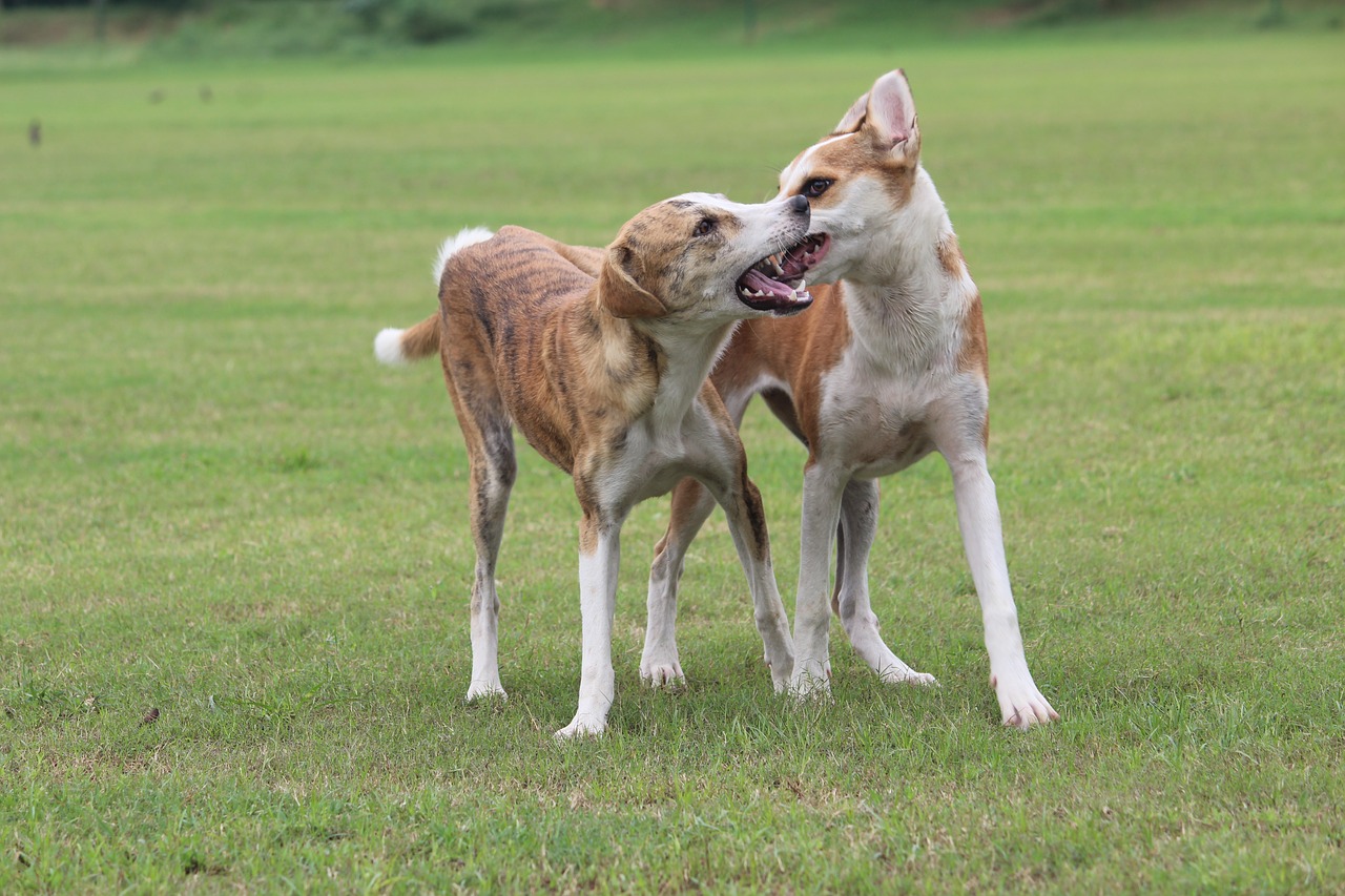 dogs canines fighting free photo