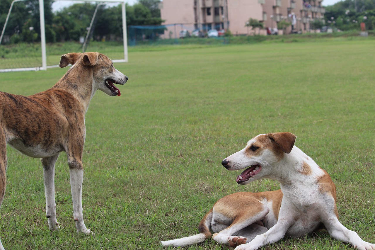 dogs sitting panting free photo