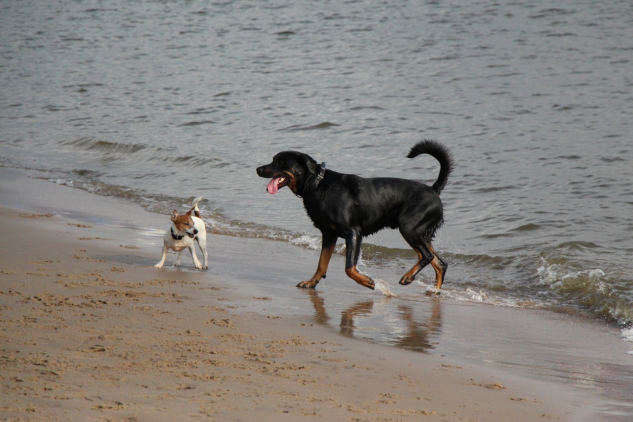 dogs elbe beach traces free photo