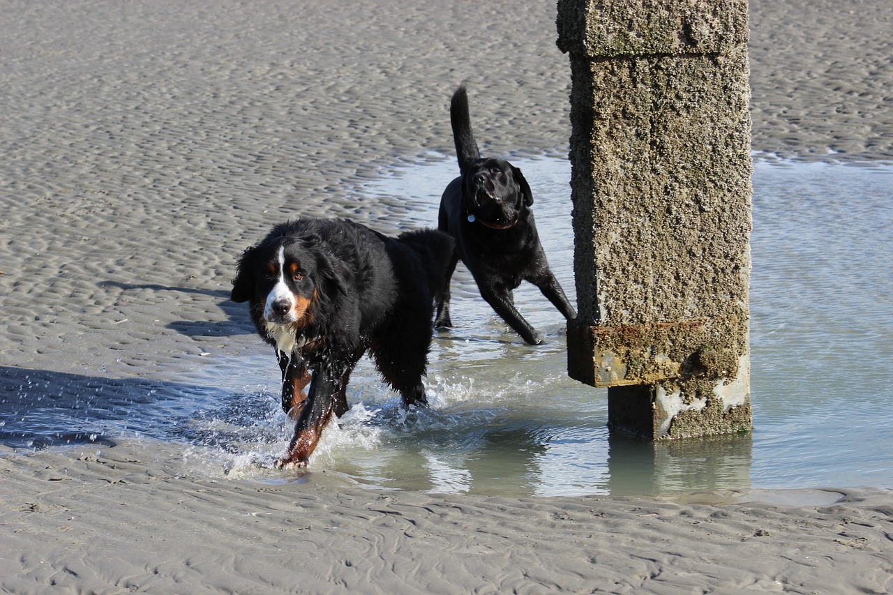 dogs bernese mountain dog labrador free photo