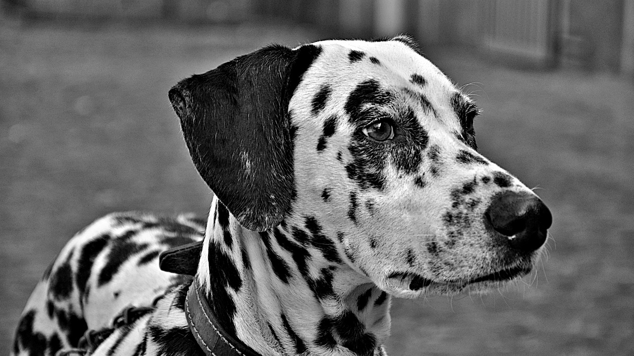 dogs animals dalmatian free photo