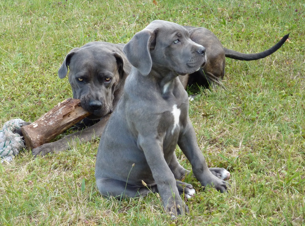 dogs dogs cane corso the big dogs free photo