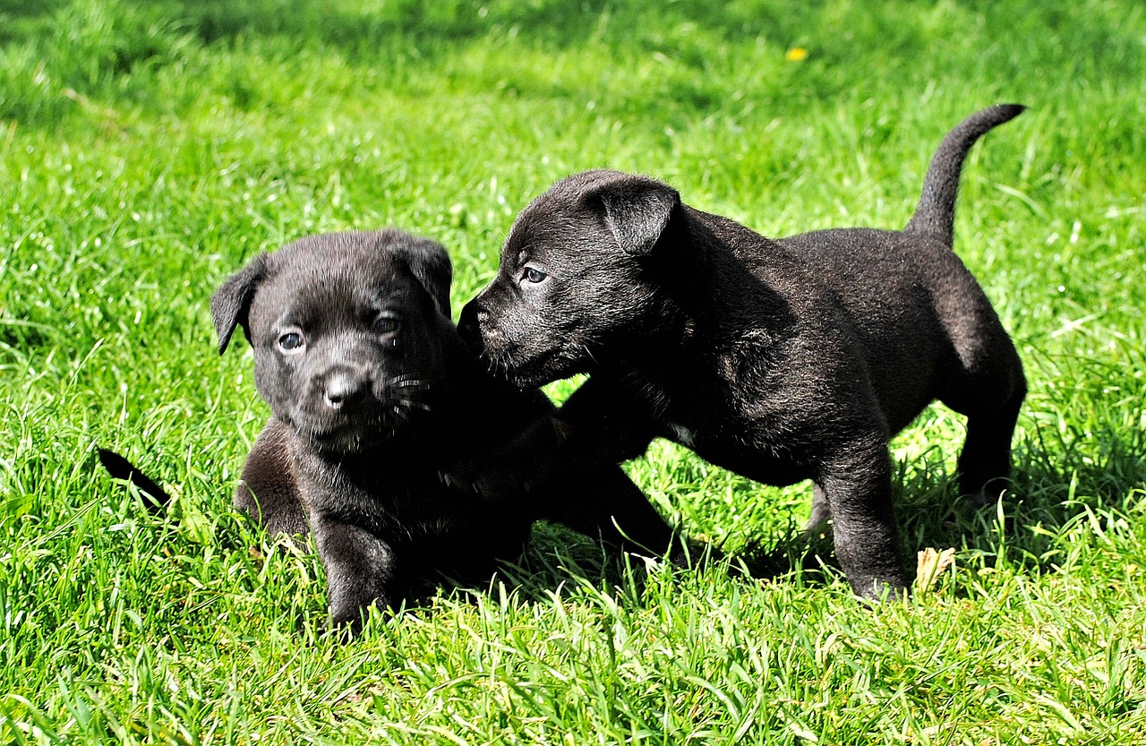 dogs awakened small dog free photo