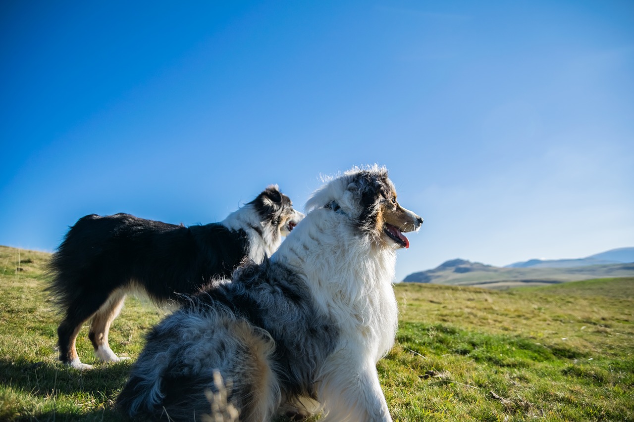 dogs mountain landscape free photo