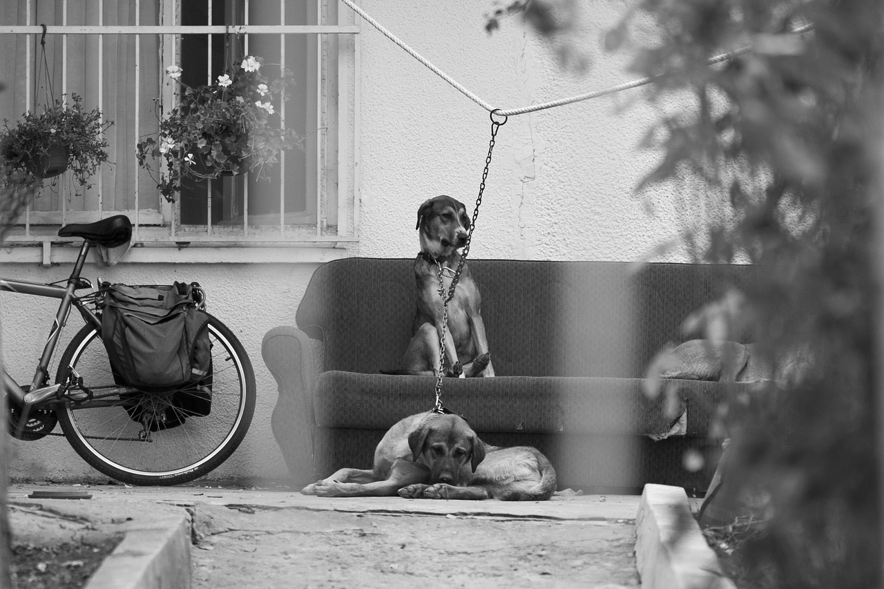 dogs home innocent free photo
