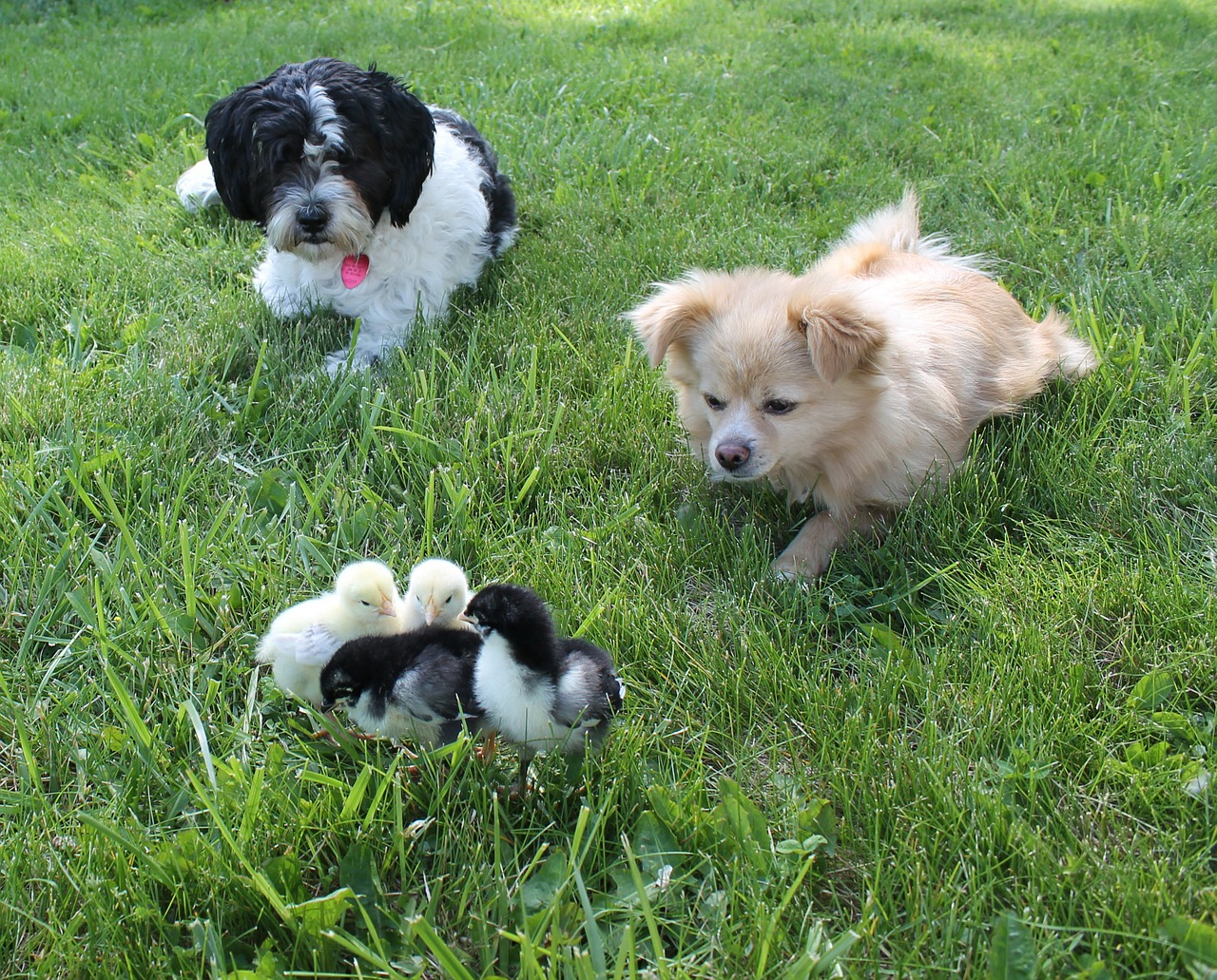 dogs chicks pets free photo