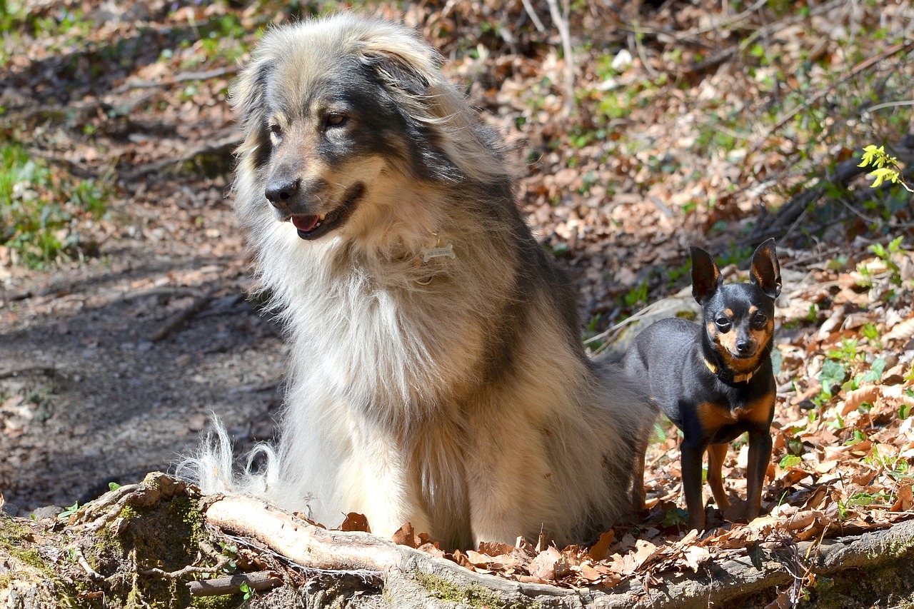 dogs  karst shepherd  prague ratter free photo