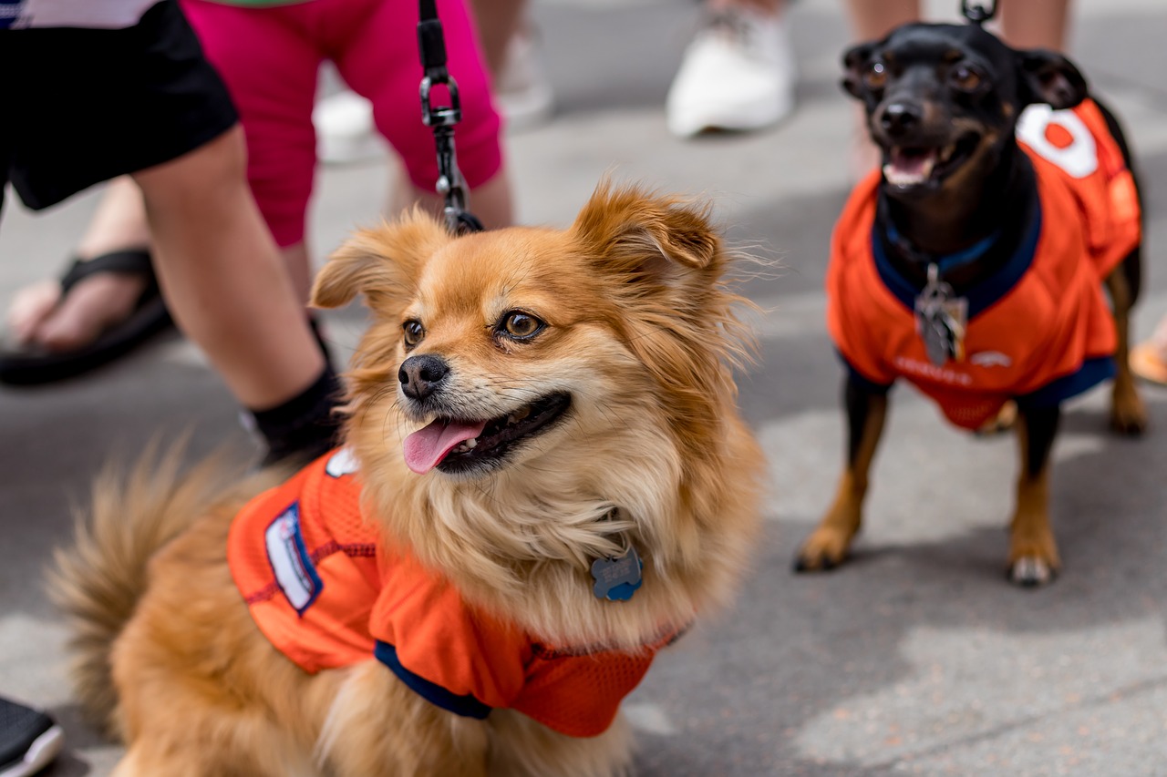 dogs  puppies  football free photo