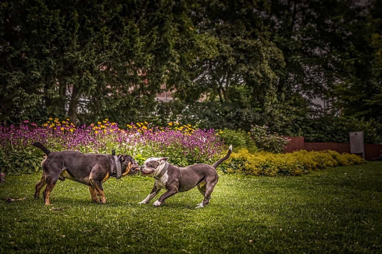dogs  playing  pet free photo